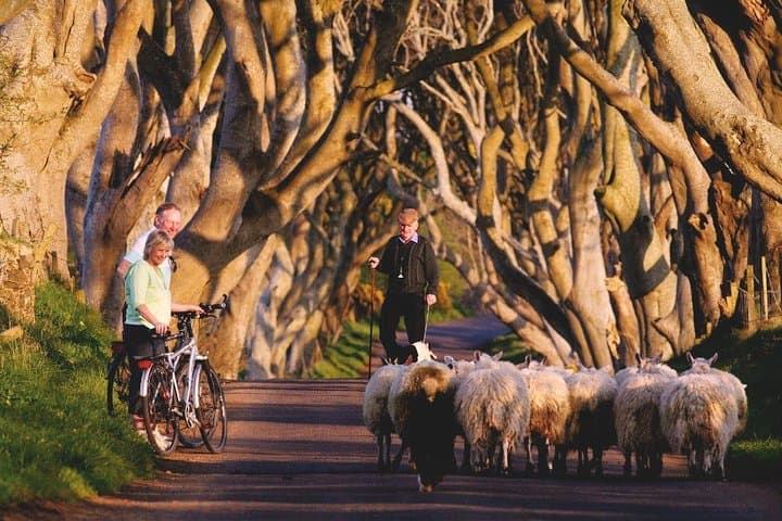 Giant's Causeway Day Tour from Dublin — Causeway, Dark Hedges, Dunluce & Belfast photo 5