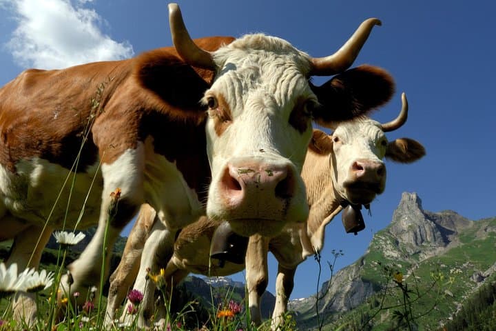 Day Trip to Interlaken & Grindelwald from Lucerne: Mt. First, Alpine Views, Practical Tips photo 2