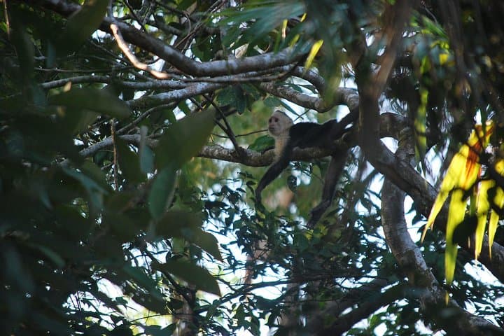 Dominical Waterfall Tour: Lush Cascades & Osa Rainforest Day Trip photo 3