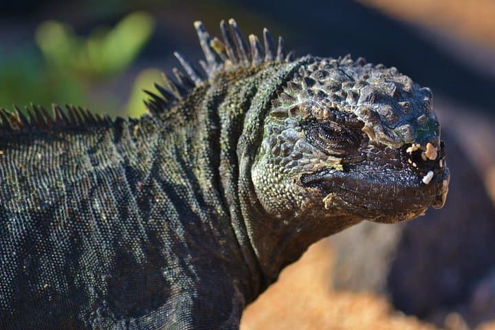 Galapagos Island Hopping: 5-Day Santa Cruz & San Cristobal Wildlife Tour photo 5