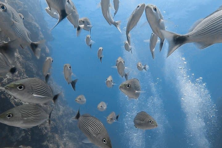 Advanced Open Water Certification: 5‑Dive Catalina Islands Course from Tamarindo photo 3