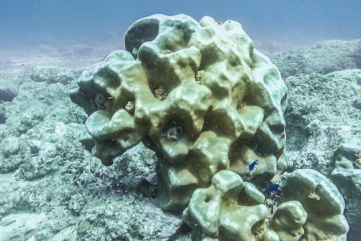 Advanced Open Water Certification: 5‑Dive Catalina Islands Course from Tamarindo photo 4