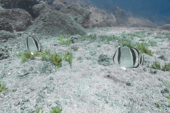Advanced Open Water Certification: 5‑Dive Catalina Islands Course from Tamarindo photo 5