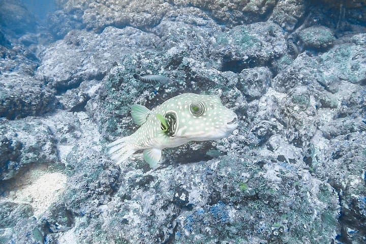 Advanced Open Water Certification: 5‑Dive Catalina Islands Course from Tamarindo photo 6