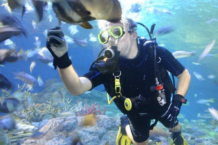 Explore Underwater World Pattaya: Aquarium Admission, 100‑m Tunnel & Shark Dives photo 4