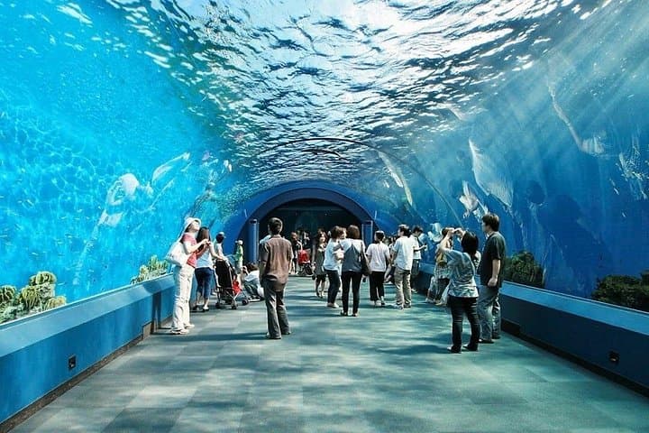 Explore Underwater World Pattaya: Aquarium Admission, 100‑m Tunnel & Shark Dives photo 2