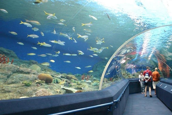 Explore Underwater World Pattaya: Aquarium Admission, 100‑m Tunnel & Shark Dives photo 3
