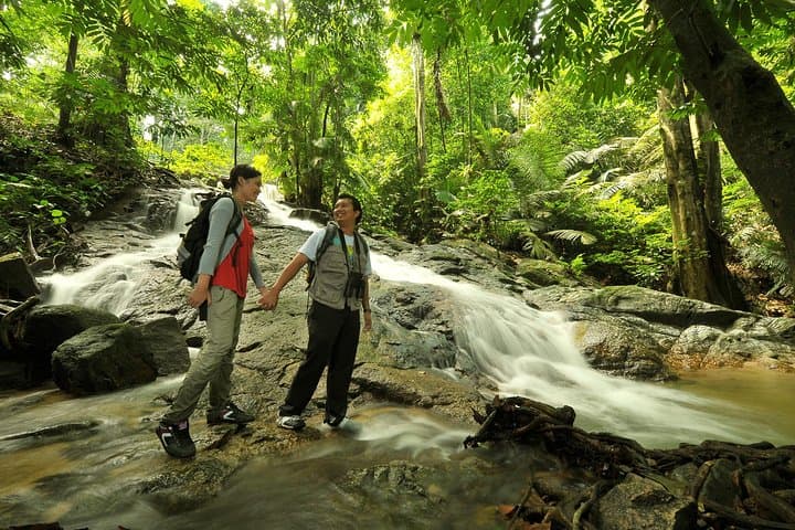 Explore FRIM: Rainforest Walks, Arboretum & Bamboo Gardens Near Kuala Lumpur