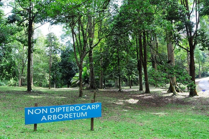 Explore FRIM: Rainforest Walks, Arboretum & Bamboo Gardens Near Kuala Lumpur photo 4