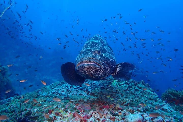 Sail Rock: Koh Samui 2‑Dive Trip to a World‑Class Pinnacle photo 4
