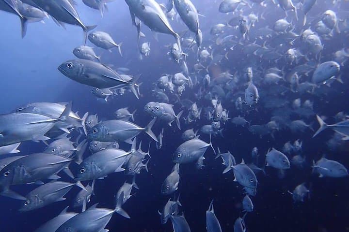 Sail Rock: Koh Samui 2‑Dive Trip to a World‑Class Pinnacle photo 6