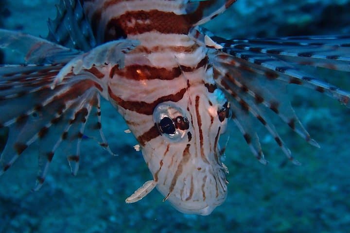 Chumphon Pinnacle & Koh Tao: 2-Dive Day Trip from Koh Samui photo 3