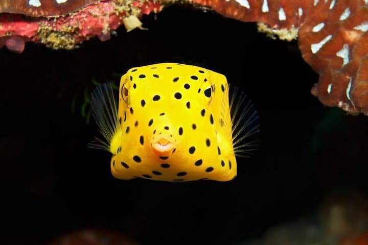 Chumphon Pinnacle & Koh Tao: 2-Dive Day Trip from Koh Samui photo 5