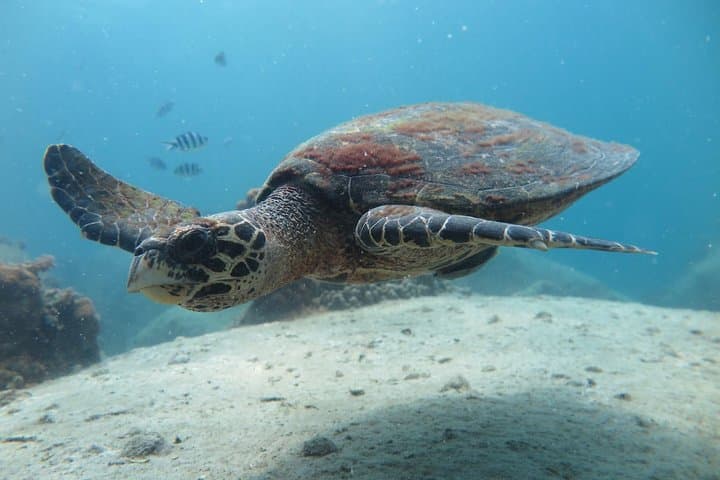 Koh Tao 2-Dive Day Trip from Koh Samui — Speedboat Scuba Adventure photo 4