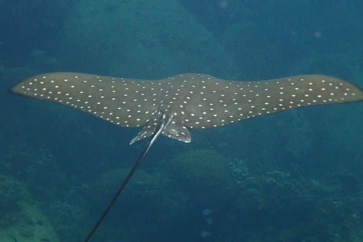 Koh Tao 2-Dive Day Trip from Koh Samui — Speedboat Scuba Adventure photo 5