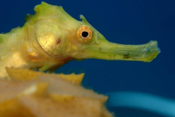 Koh Tao 2-Dive Day Trip from Koh Samui — Speedboat Scuba Adventure photo 6