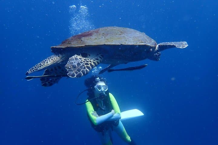 Koh Tao 2-Dive Day Trip from Koh Samui — Speedboat Scuba Adventure