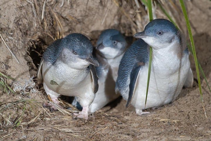 Private Phillip Island Day Tour & Penguin Parade — Koalas, Cape Woolamai & Wildlife photo 4