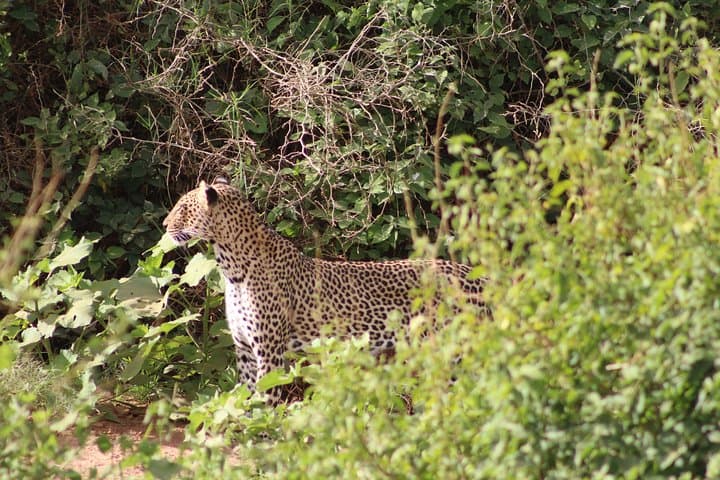 5-Day Best of Kenya Safari: Maasai Mara, Nakuru & Naivasha Wildlife Expedition photo 6