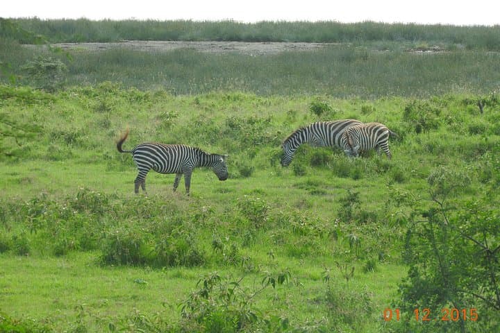 4-Day Masai Mara Migration Safari from Nairobi: Big Five & River Crossings photo 3