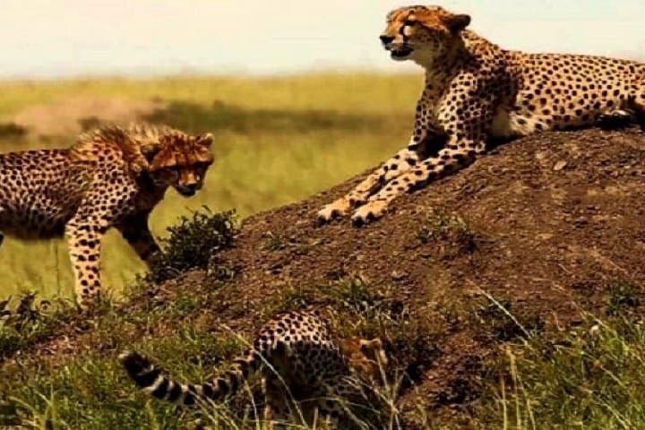 3-Day Maasai Mara Safari from Nairobi — Big Five Game Drives & Tented Camp photo 2
