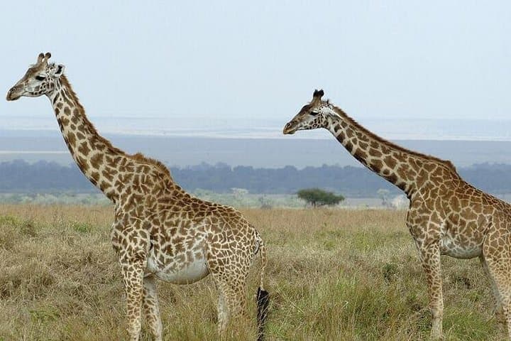 3-Day Maasai Mara Safari from Nairobi — Big Five Game Drives & Tented Camp photo 3