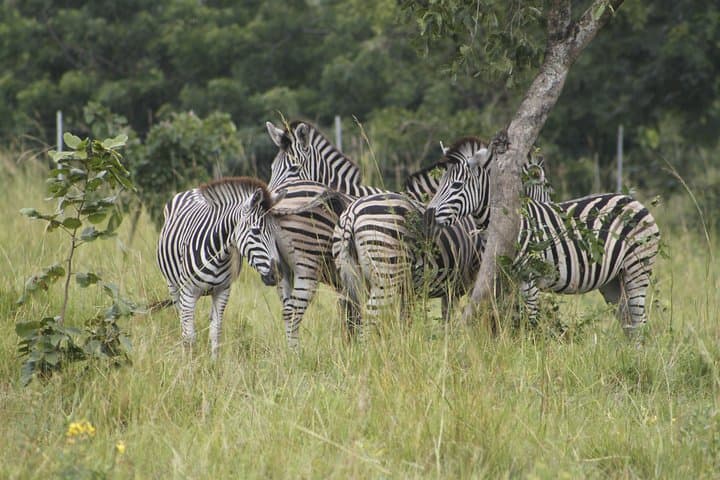 Shai Hills Day Tour — Wildlife, Granite Outcrops & Mogo Cultural View