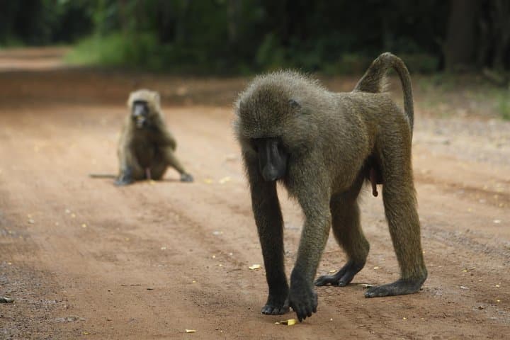 Shai Hills Day Tour — Wildlife, Granite Outcrops & Mogo Cultural View photo 2