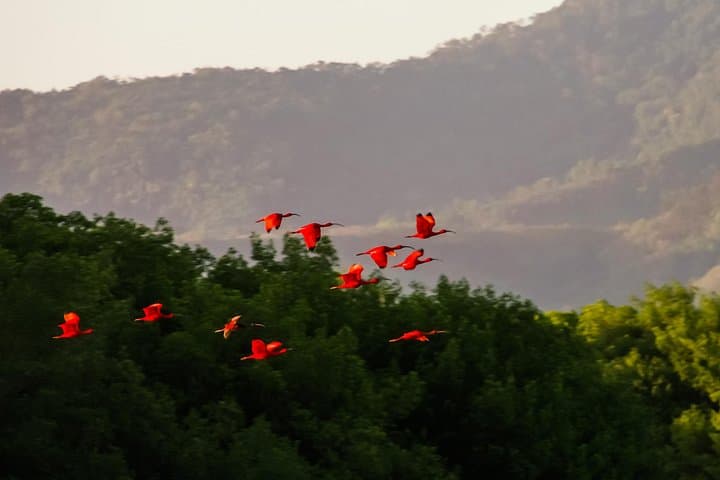 Tobago Bird Sanctuaries Tour at Adventure Farm & Eco Reserve — Half-Day Guided Visit