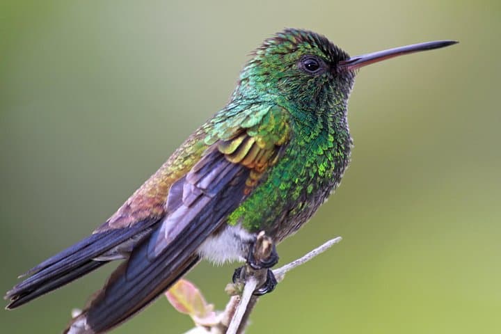 Tobago Bird Sanctuaries Tour at Adventure Farm & Eco Reserve — Half-Day Guided Visit photo 3
