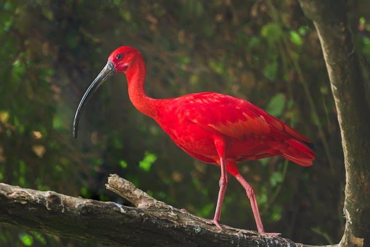 Tobago Bird Sanctuaries Tour at Adventure Farm & Eco Reserve — Half-Day Guided Visit photo 4