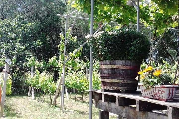 Corfu Private Tasting Tour — Kumquats, Palaiokastritsa Beach & Old Town Walk photo 2