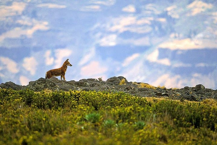 Hike Mount Abune Yoseph: 3-Day Lalibela High-Altitude Trek & Wildlife photo 4