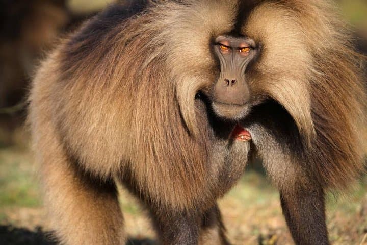 Hike Mount Abune Yoseph: 3-Day Lalibela High-Altitude Trek & Wildlife photo 1