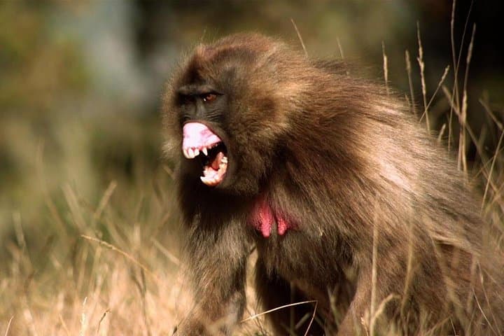 Hike Mount Abune Yoseph: 3-Day Lalibela High-Altitude Trek & Wildlife photo 2