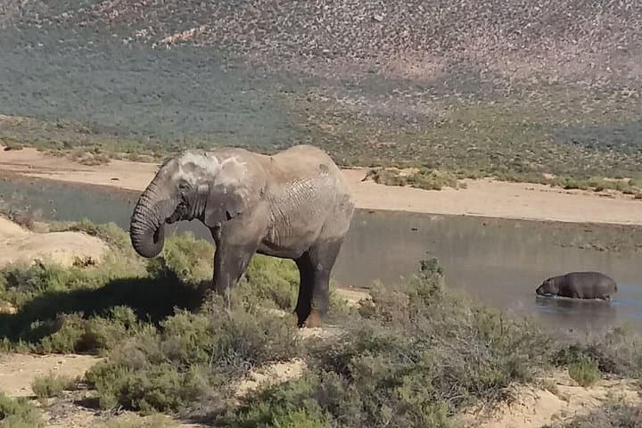 Aquila Big Five Full-Day Safari from Cape Town — Game Drive, Breakfast & Lunch