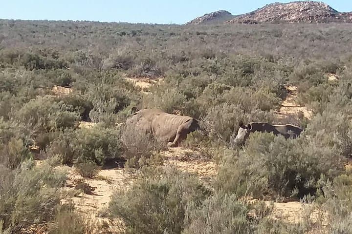 Aquila Big Five Full-Day Safari from Cape Town — Game Drive, Breakfast & Lunch photo 3