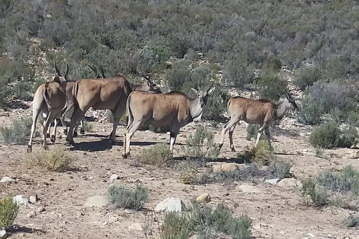Aquila Big Five Full-Day Safari from Cape Town — Game Drive, Breakfast & Lunch photo 6