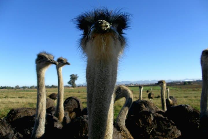Cape Point & Boulders Penguin Colony Private Afternoon Tour from Cape Town photo 6