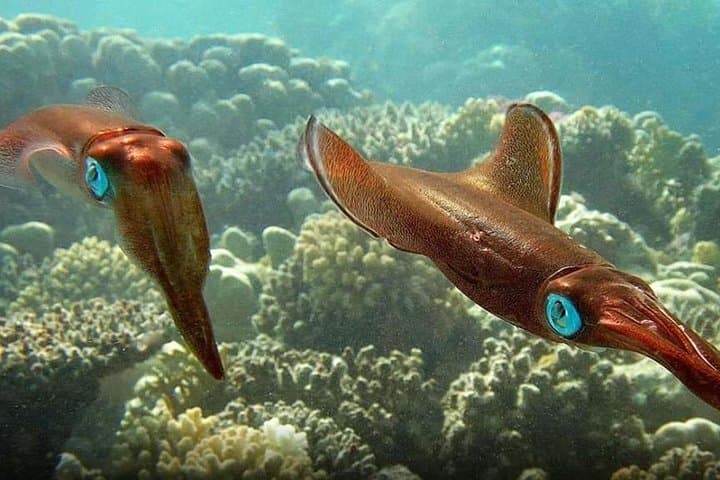 Mahmya Island Snorkeling Trip from Hurghada — Day Cruise to Giftun National Park