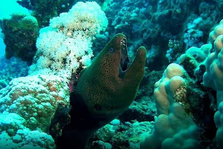 Mahmya Island Snorkeling Trip from Hurghada — Day Cruise to Giftun National Park photo 4