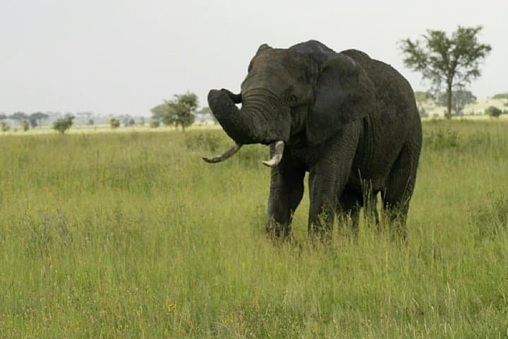 3-Day Safari to Mikumi National Park — Game Drives from Dar es Salaam