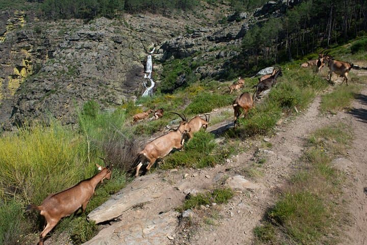 Fisgas de Ermelo Trail: Waterfalls, Lagoons & Shepherds’ Paths in Alvão Natural Park photo 3