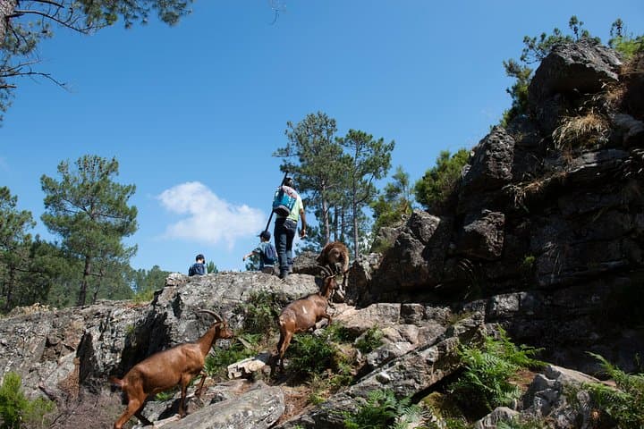 Fisgas de Ermelo Trail: Waterfalls, Lagoons & Shepherds’ Paths in Alvão Natural Park photo 6
