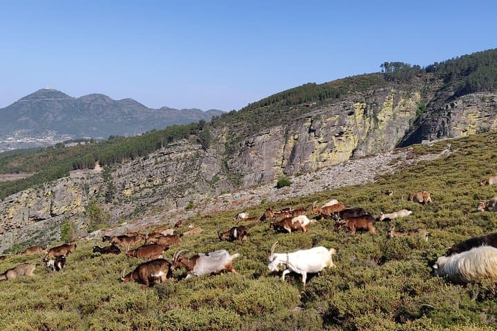 Fisgas de Ermelo Trail: Waterfalls, Lagoons & Shepherds’ Paths in Alvão Natural Park photo 4