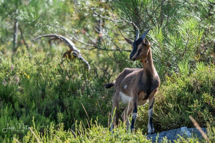 Fisgas de Ermelo Trail: Waterfalls, Lagoons & Shepherds’ Paths in Alvão Natural Park photo 2