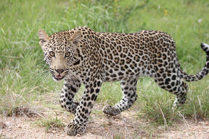 4-Day Kruger Safari: Big Five, Blyde River Canyon Boat Cruise & Conservation Experience photo 3
