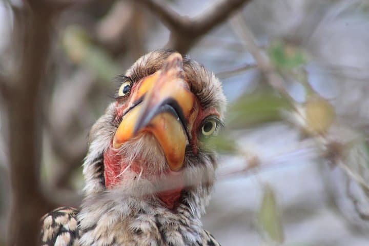 4-Day Kruger Safari: Big Five, Blyde River Canyon Boat Cruise & Conservation Experience photo 5
