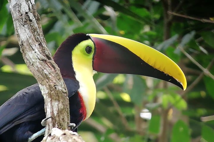 Manuel Antonio National Park Guided Wildlife Tour | Quepos Costa Rica photo 1