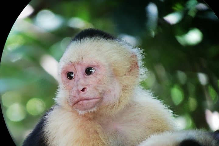 Manuel Antonio National Park Guided Wildlife Tour | Quepos Costa Rica photo 2